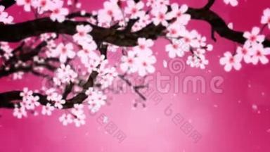 樱花盛开。 樱桃树枝。 樱花粉红色.. 樱花红背景.. CG循环动画。